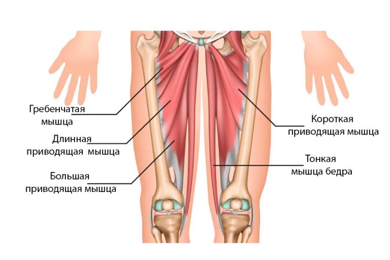 Приводящие мышцы бедра