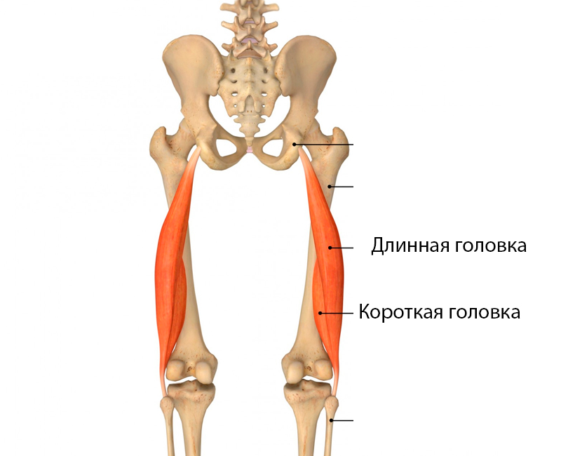 Разгибатели бедра: двуглавая мышца бедра