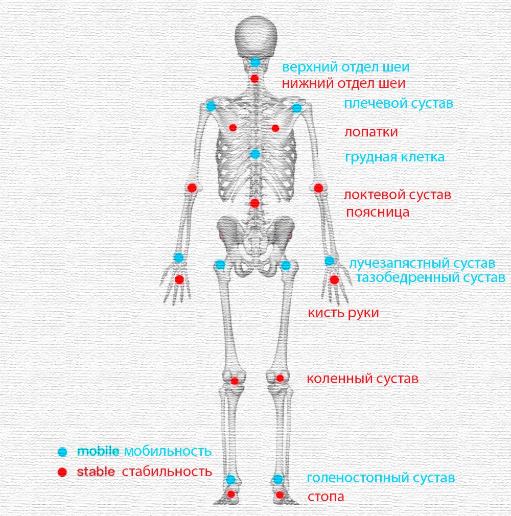 Концепция "сустав-за-суставом" (Joint-by-Joint) от Грея Кука и Майкла Бойла