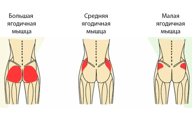 Разгибатели бедра: ягодичные мышцы