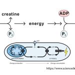 Креатинфосфатный ресинтез АТФ