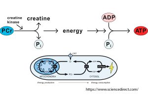 Креатинфосфатный ресинтез АТФ