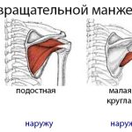 Мышцы вращательной манжеты плеча