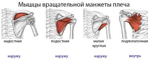 Мышцы вращательной манжеты плеча